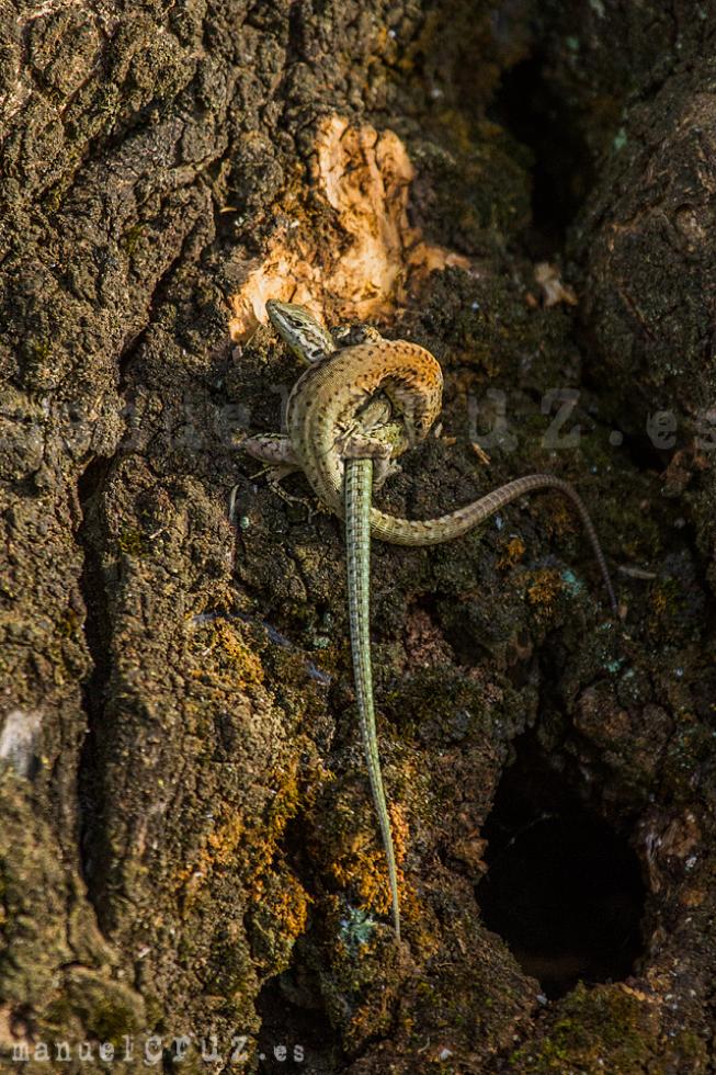 Lagartija andaluza (Podarcis vaucheri)
